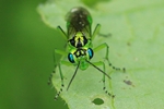 Gr&uuml;ne Blattwespe (Rhogogaster cf. viridis)