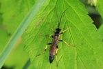 Ohne deutschen Namen (Ichneumon confusor)