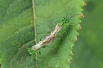 Gr&uuml;ne Blattwespe (Rhogogaster cf. viridis)