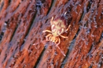 Bunter Kugelspringer (Dicyrtomina ornata)