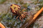Ohne deutschen Namen (Dicyrtomina saundersi)