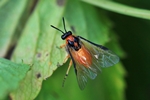 R&uuml;bsenblattwespe (Athalia rosae)