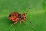 Bunter Kugelspringer (Dicyrtomina ornata)