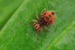 Bunter Kugelspringer (Dicyrtomina ornata)