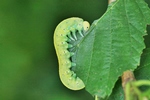 Erlen-Keulhornblattwespe (Cimbex connatus) - Larve