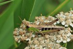 Gemeiner Grash&uuml;pfer (Pseudochorthippus parallelus)