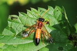Feldblattwespe (Tenthredo campestris)