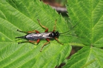 Schwarze Schlupfwespe (Pimpla rufipes)