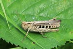 Nachtigall-Grash&uuml;pfer (Chorthippus biguttulus)