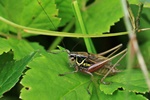 Roesels Bei&szlig;schrecke (Roeseliana roeselii)