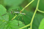 Laubholz-S&auml;belschrecke (Barbitistes serricauda)