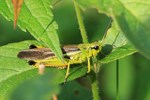 Sumpfschrecke (Stethophyma grossum)