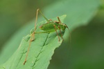 Punktierte Zartschrecke (Leptophyes punctatissima)