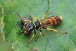 Kotwespe (Mellinus arvensis)