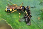 Kotwespe (Mellinus arvensis)