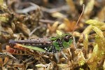 Gefleckte Keulenschrecke (Myrmeleotettix maculatus)
