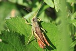 Rote Keulenschrecke (Gomphocerippus rufus) - M&auml;nnchen
