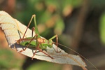 Punktierte Zartschrecke (Leptophyes punctatissima)