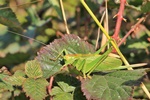 Zwitscherschrecke (Tettigonia cantans) Weibchen