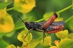 Buntb&auml;uchiger Grash&uuml;pfer (Omocestus rufipes) - singend