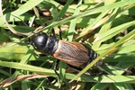 Feldgrille (Gryllus campestris)