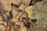 Waldgrille (Nemobius sylvestris) - Larve?