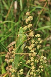 Gr&uuml;nes Heupferd (Tettigonia viridissima)