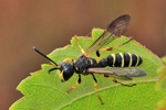 Sandknotenwespe (Cerceris arenaria)