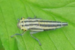 Binsen-Schmuckzikade (Cicadella viridis) - Larve