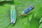 Binsen-Schmuckzikade (Cicadella viridis) - Weibchen + M&auml;nnchen