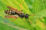 Haus-Feldwespe (Polistes dominula)