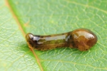 Schwarze Kirschblattwespe (Caliroa cerasi) - Larve