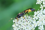 Ohne deutschen Namen (Ichneumon stramentor)