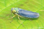 Binsen-Schmuckzikade (Cicadella viridis) - M&auml;nnchen