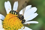 Ohne deutschen Namen (Cerceris quinquefasciata)