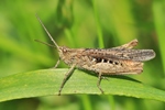 Brauner Grash&uuml;pfer (Chorthippus brunneus)