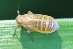 Wiesenspornzikade (Javesella pellucida) - Kurzfl&uuml;gelig