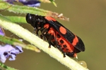 Bindenblutzikade (Cercopis intermedia)