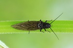 Schlammfliege (Sialis spec.)