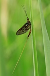 Eintagsfliege (Ephemera spec.)