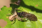 Schlammfliege (Sialis spec.)