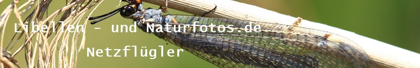 Libellen- und Naturfotos.de