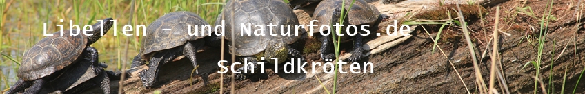 Libellen- und Naturfotos.de