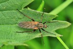 Gew&uuml;rfelte Tanzfliege (Empis tesselata)