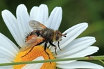 Igelfliege (Tachina fera)