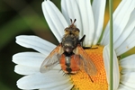 Igelfliege (Tachina fera)