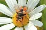 Igelfliege (Tachina fera)