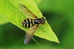 Fr&uuml;hlings-Wespenschwebfliege (Chrysotoxum vernale)