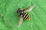 Gelbband-Torfschwebfliege (Sericomyia silentis)