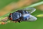 Ohne deutschen Namen (Calliphora vicina)